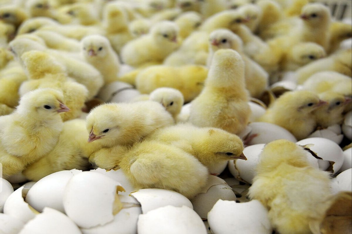 افزایش ۳۰ درصدی جوجه‌ریزی مرغ تخم‌گذار در قم