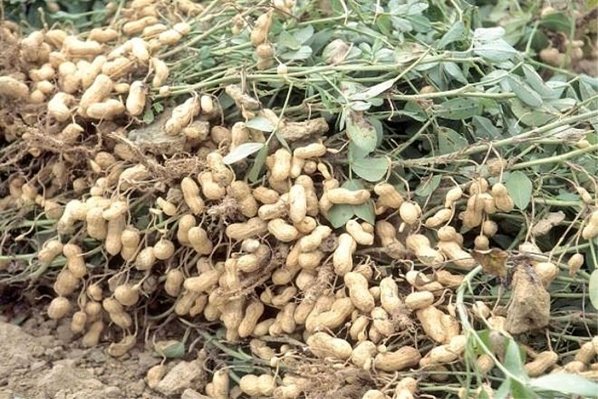 کشاورزان جوین، برای نخستین بار موفق به تولید محصول بادام زمینی شدند
