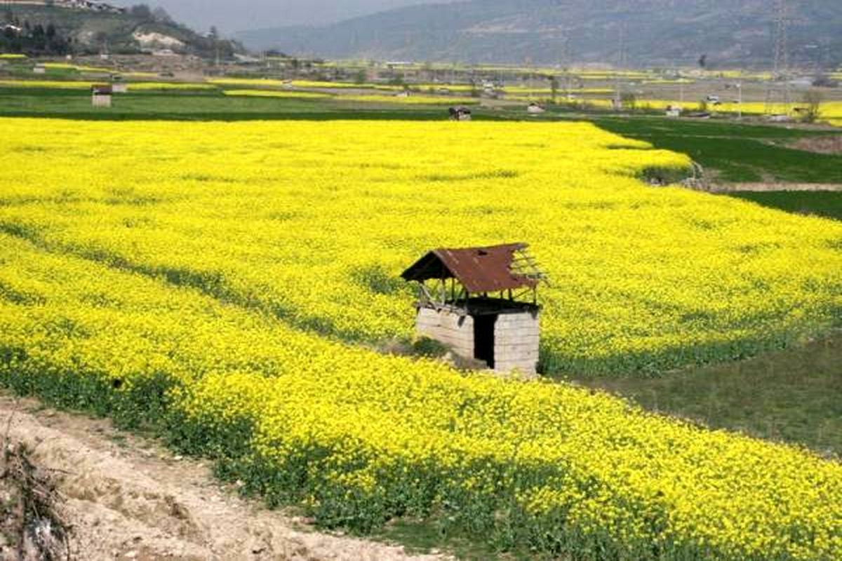 توزیع بیش از ۳ هزار کیلوگرم بذر بین کلزاکاران مازندران 