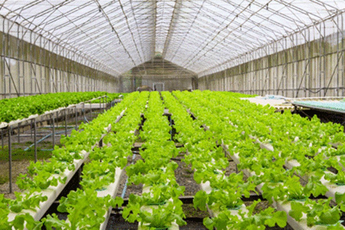 امکان سنجی ایجاد شهرک گلخانه ای تولید موز در شهرستان یزد