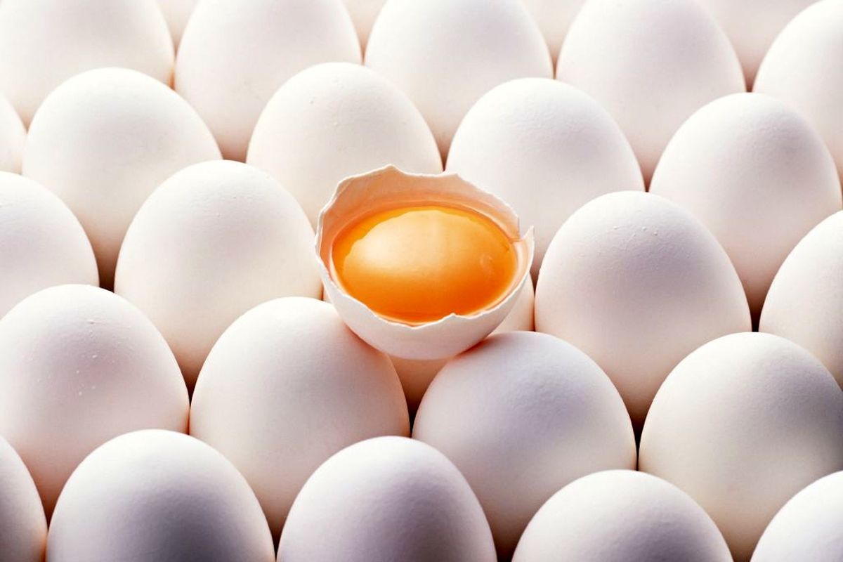 آلودگی های زیست محیطی به کمک پروتئین های پوسته تخم مرغ سنجش می شود