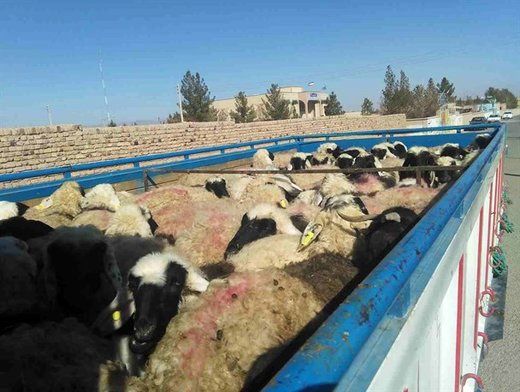 کشف 120 رأس گوسفند قاچاق در  بوئین میاندشت