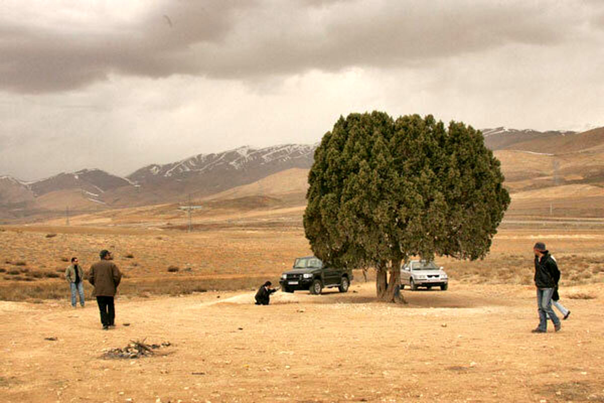 ثبت تک درخت به نام عباس کیارستمی / نصب مجسمه کیارستمی در زیر تک درخت