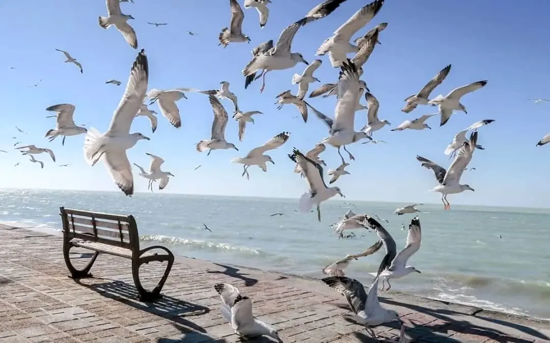 پیش‌بینی وزش باد ملایم در هرمزگان 