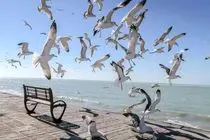 پیش‌بینی وزش باد ملایم در هرمزگان 