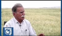 ادامه سرگردانی کشاورزان با تاخیر ۱۰ ماهه قیمت جو + فیلم