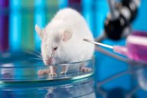 دانشمندان موش‌های دیابتی را درمان کردند