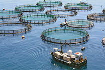 ارائه 2.5 میلیارد تومان تسهیلات برای طرح پرورش ماهی در قفس‌های دریایی