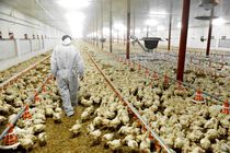 آزادسازی صادرات جوجه، گوشت مرغ را گران می کند