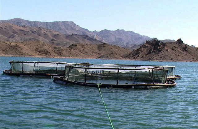 طرح پرورش ماهی در قفس در 5 سد استان لرستان اجرا شد 
