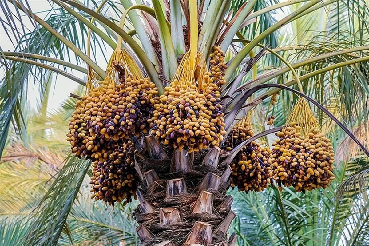 پیشبینی برداشت ۵۰ هزار تن خرما در میناب