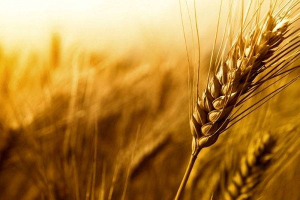 مقابله با قاچاق گندم در استان هرمزگان