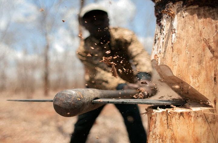 کشف قاچاق چوب در تویسرکان