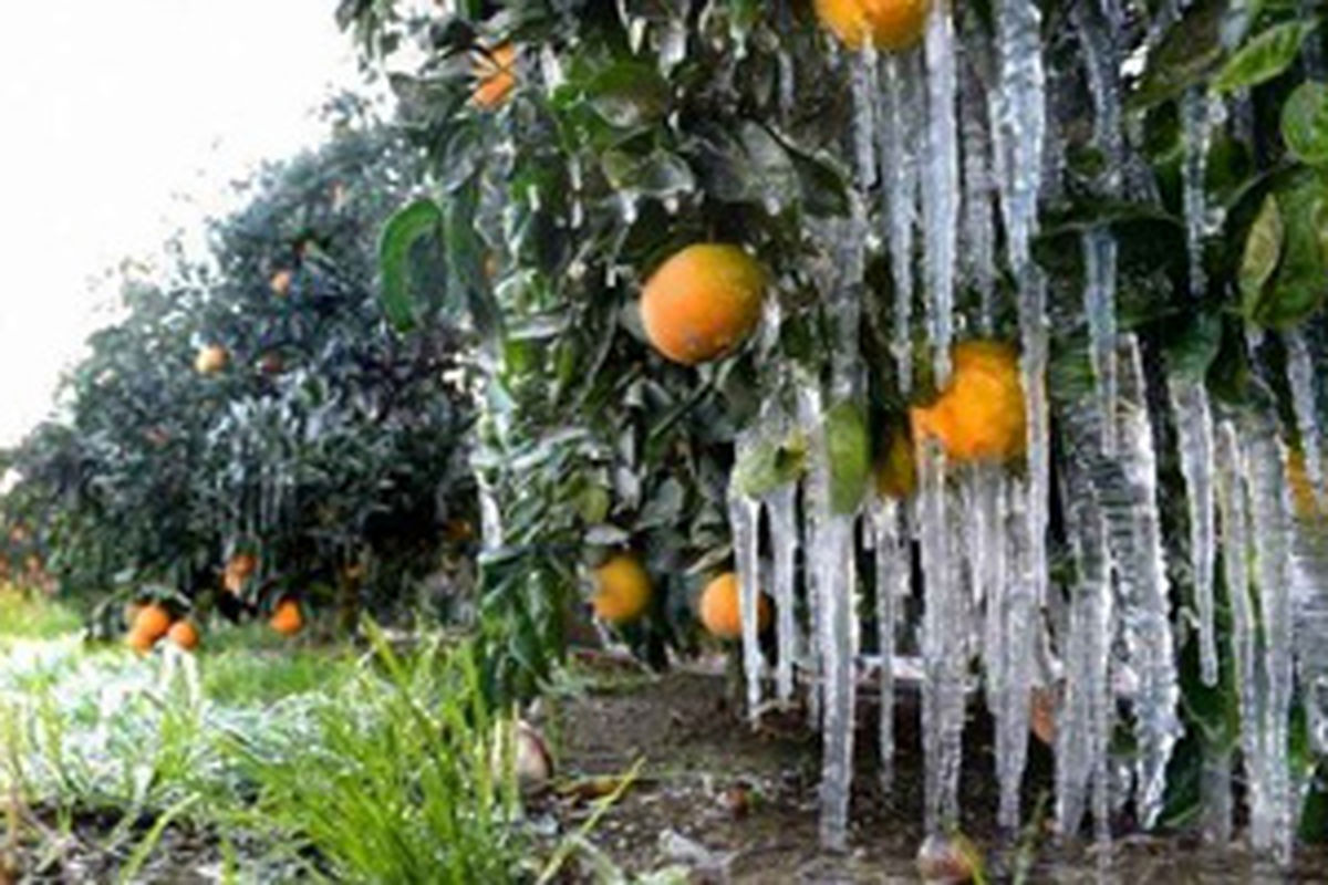 سرما زدگی محصولات زراعی و باغی در بشاگرد