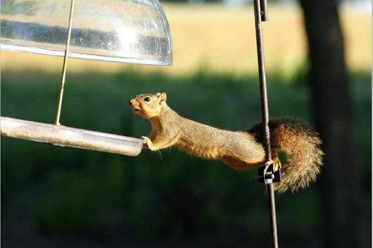سنجاب‌ها روشهای حل مشکلات را تا 2 سال به خاطر می‌سپارند