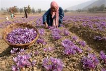 برداشت رسمی زعفران از آبان در کشور آغاز می‌شود
