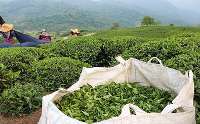صادرات و واردات چای در ۱۰ ماه سال جاری کاهش چشم‌گیری را تجربه کرده است