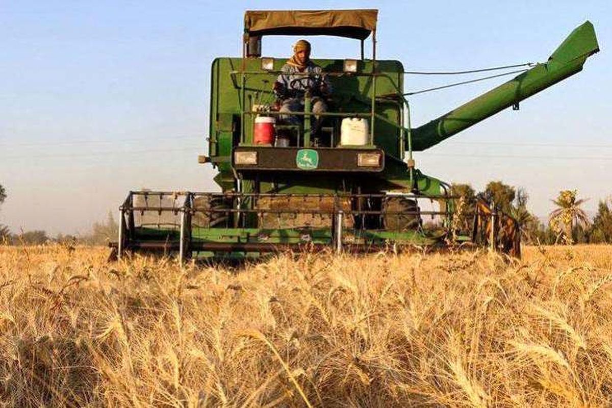 خرید گندم در سیستان و بلوچستان به مرز ۳۲۰۰ تن رسید 
