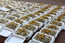 توزیع ۱۵۰۹ بسته غذایی بین نیازمندان در ماه مبارک رمضان