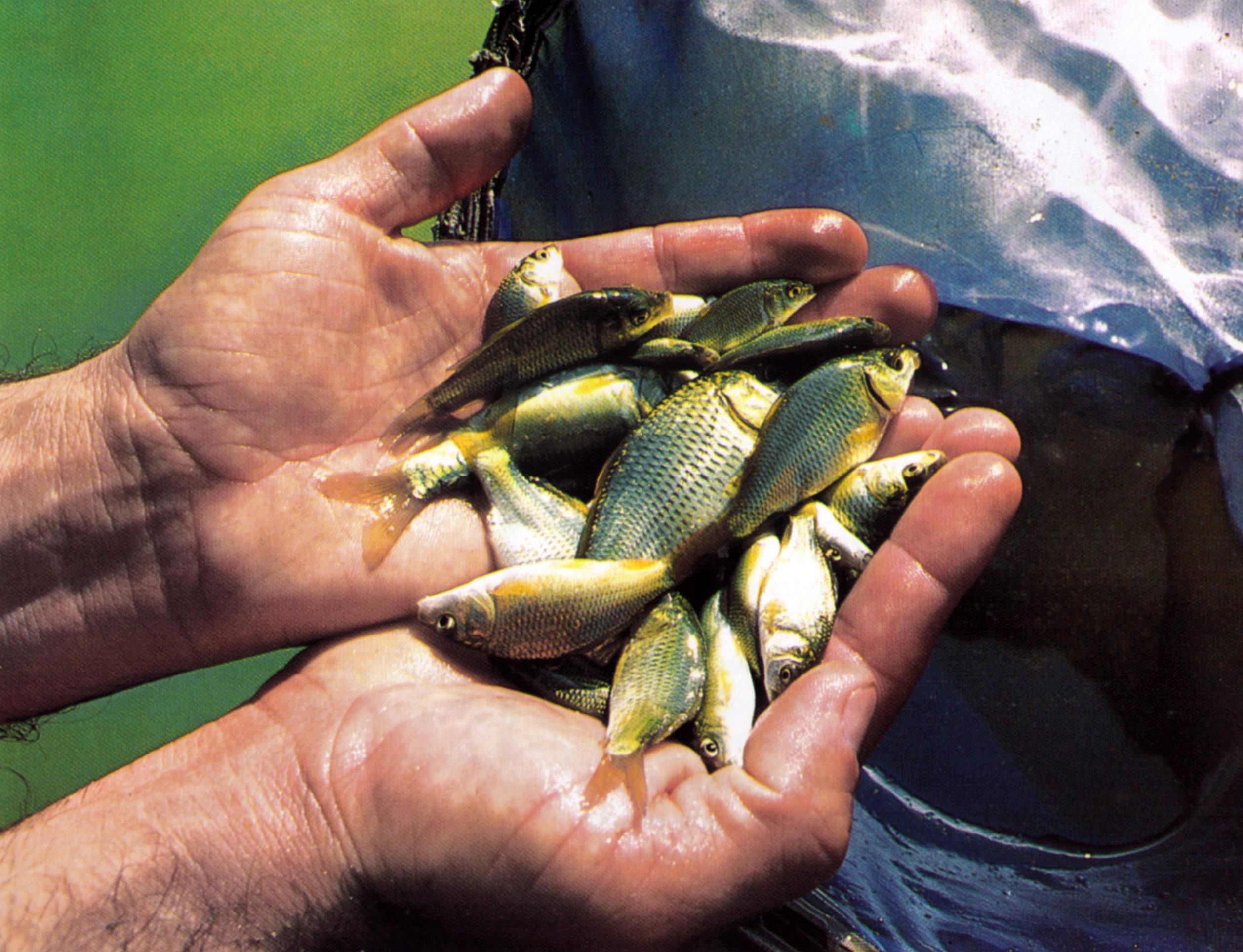 رهاسازی بیش از ۱۰۰ هزار قطعه بچه ماهی کپور در تالاب انزلی