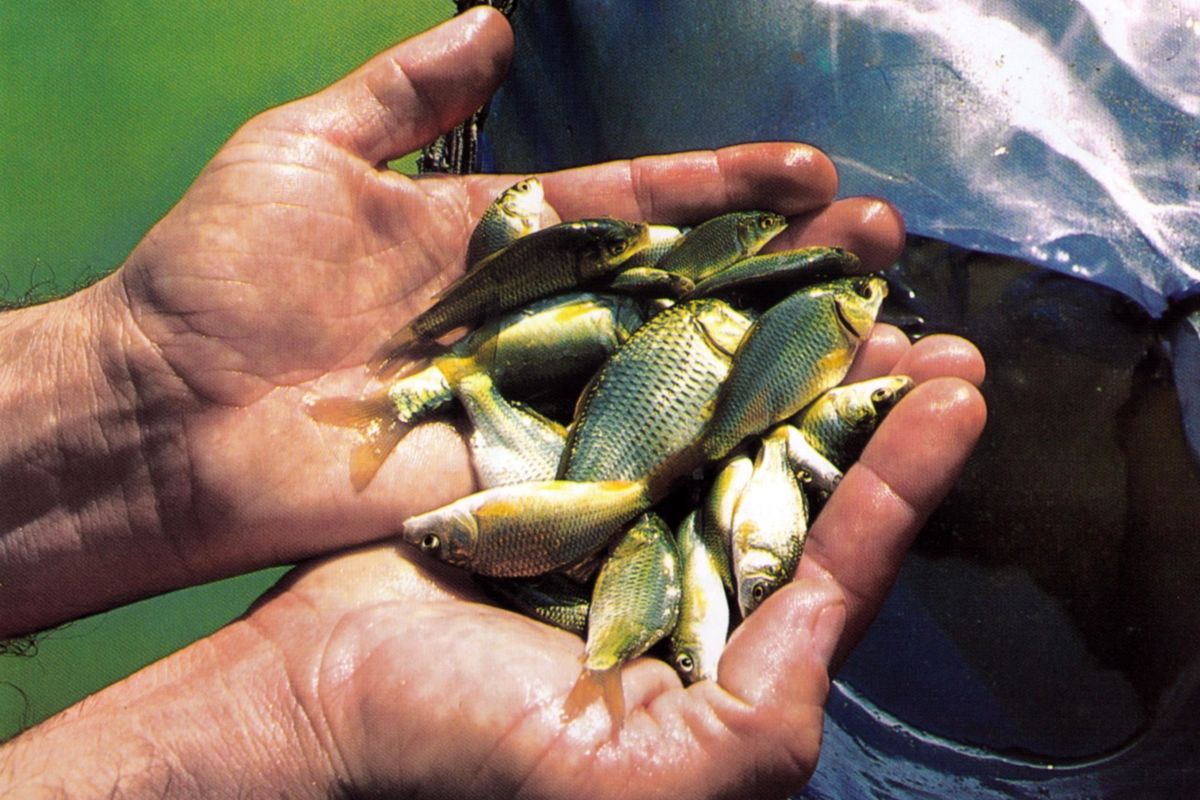 رهاسازی بیش از ۱۰۰ هزار قطعه بچه ماهی کپور در تالاب انزلی