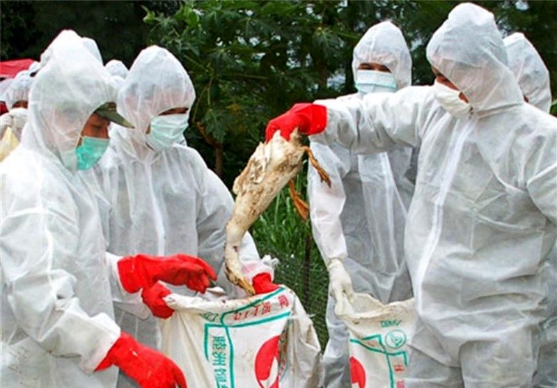 خسارت هزار و ۵۰۰ میلیارد تومانی آنفلوانزای فوق حاد پرندگان به صنعت مرغ داری کشور 