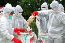 تعطیلی مزرعه مرغ مادر گوشتی آلوده به آنفلوآنزای فوق حاد در محمودآباد