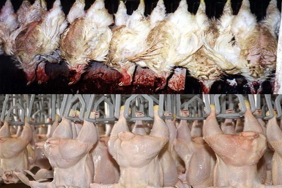 کشتار روزانه 480 تن مرغ در استان اصفهان