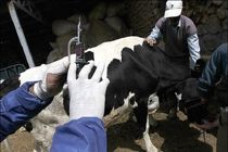 واکسیناسیون یک میلیون و 950 هزار رأس گاو و گوسفند علیه بیماری تب برفکی در استان اصفهان