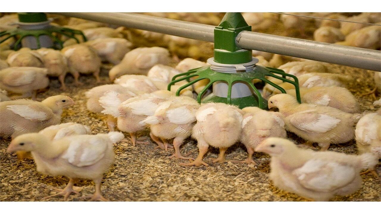 جوجه ریزی ۳میلیون و ۸۹۰ هزارقطعه در واحدهای مرغ گوشتی استان قزوین