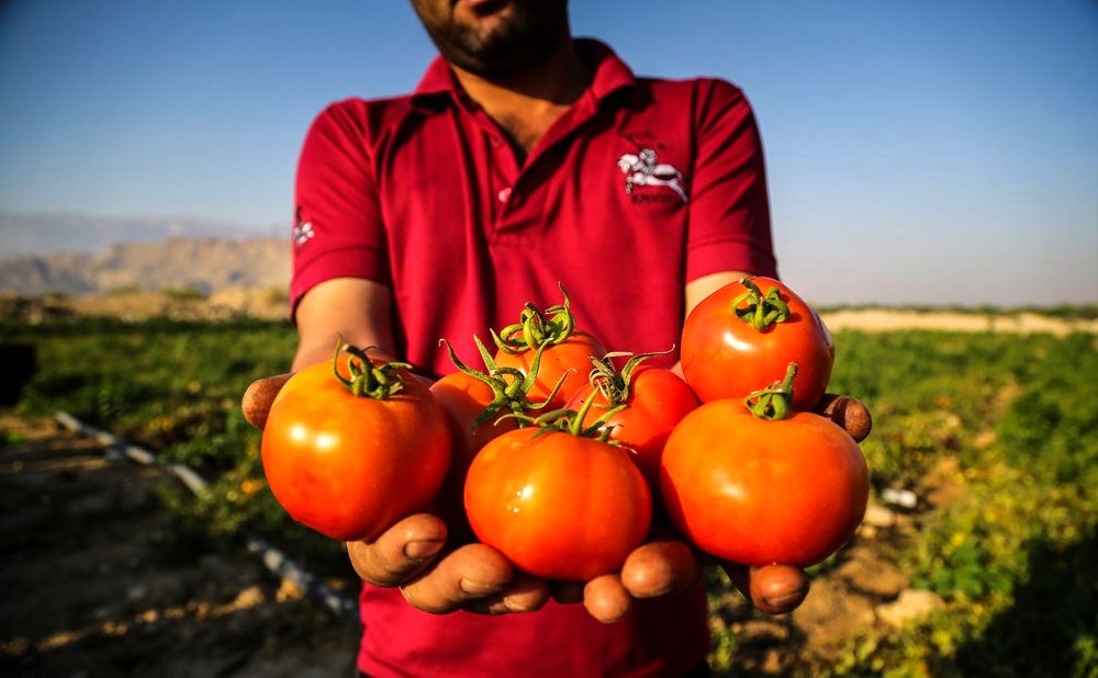 خرید حمایتی گوجه فرنگی از کشاورزان بخش توکهور و هشتبندی