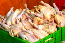 645 تن گوشت مرغ در بابل تولید شد
