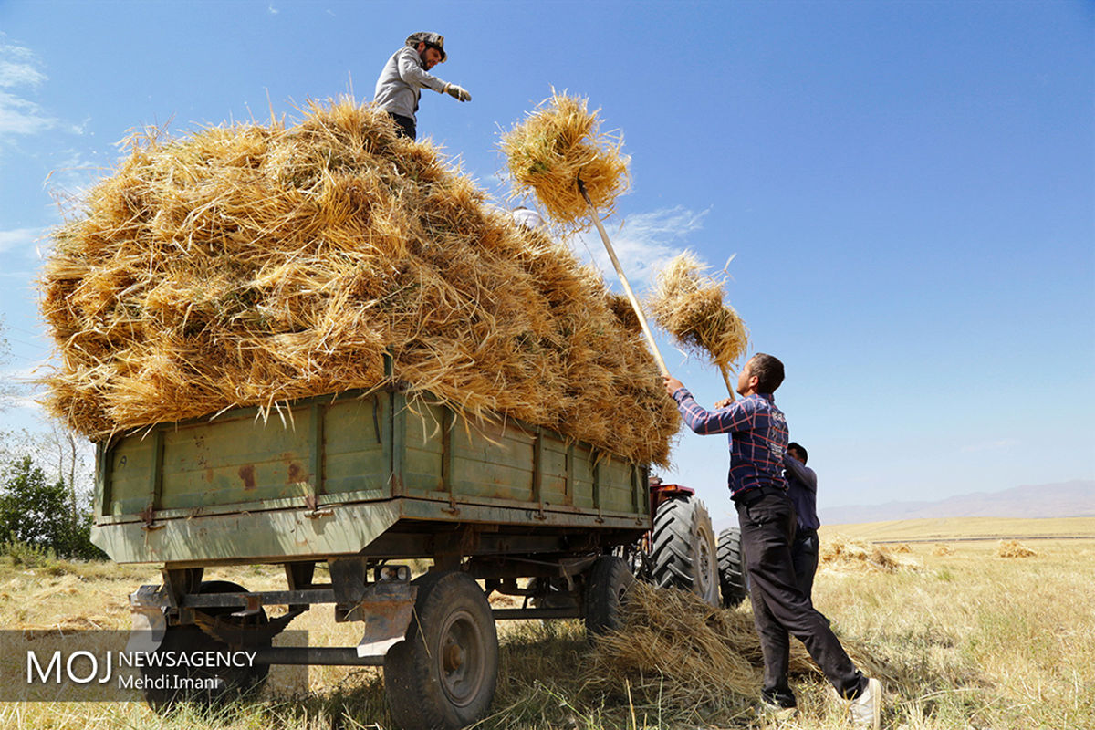 آغاز برداشت گندم از مزارع میناب/ پیش بینی برداشت 2 هزار تن محصول