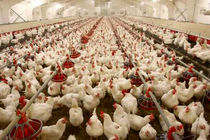 رشد ۱۲ درصدی در تولید مرغداری های شهرستان بستک 