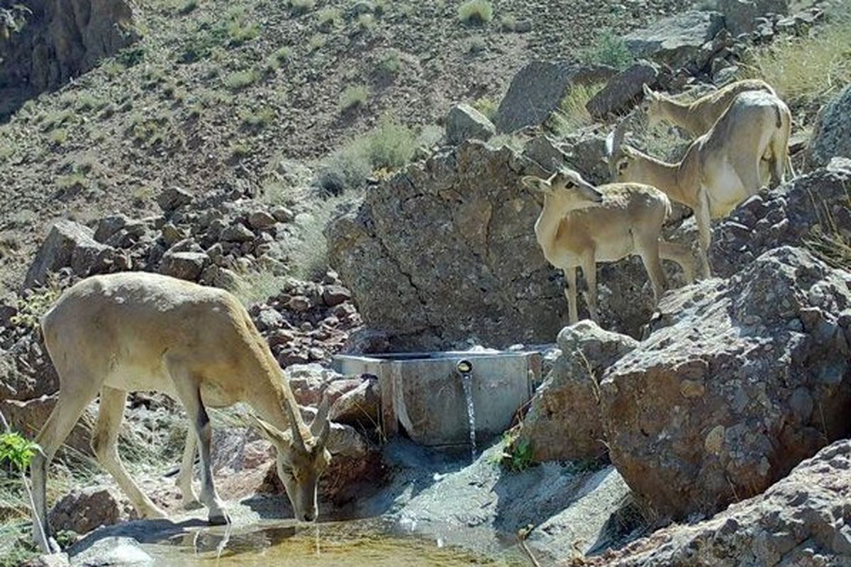  ارتقا "کاوه ده" فیروزکوه از محدوده شکار ممنوع به منطقه حفاظت شده 