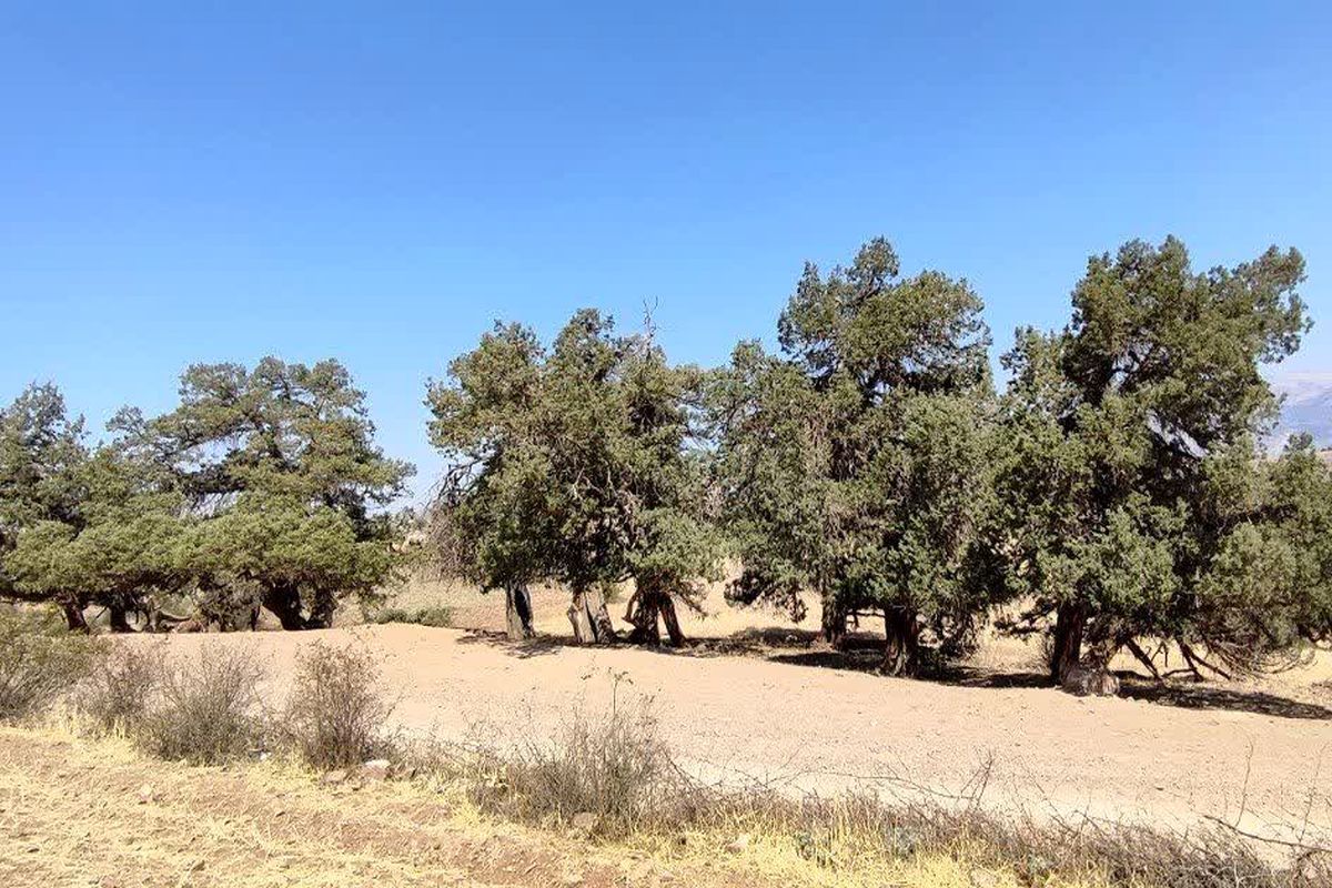  درختان کهنسال روستاهای کزج و مزرعه خلخال در فهرست میراث طبیعی ملی ثبت شدند