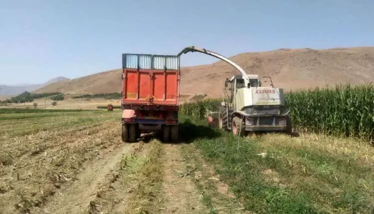 اختصاص ۲ هزار هکتار از اراضی به کشت ذرت