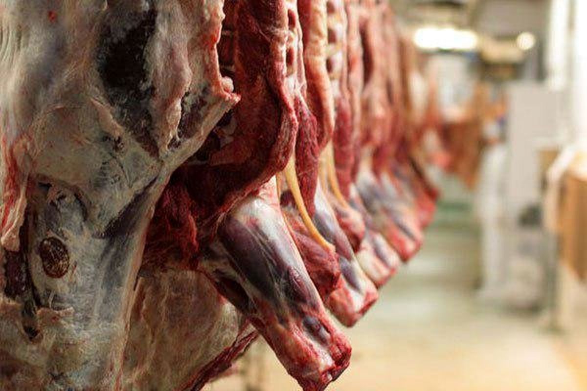 توزیع گوشت گرم استرالیایی در بندرعباس و قشم