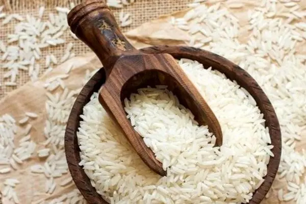 واردات برنج در فصل برداشت آزاد شد