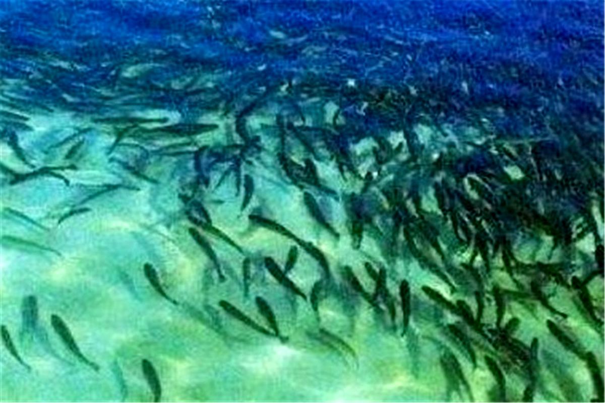 سه میلیون بچه ماهی به صورت طبیعی در رودخانه‌های گلستان تولید می‌شود