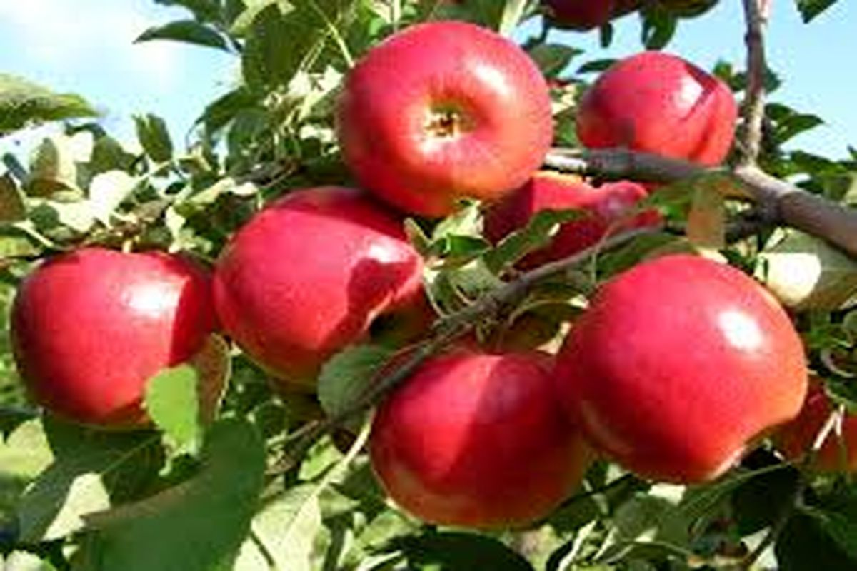 آغاز برداشت سیب درختی از باغات سمیرم/ برداشت ۹۰ هزار تن سیب رد و گلدن