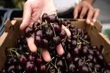 تولید 24درصد گیلاس کشور در استان تهران/برداشت گیلاس از باغات استان تهران پایان یافت