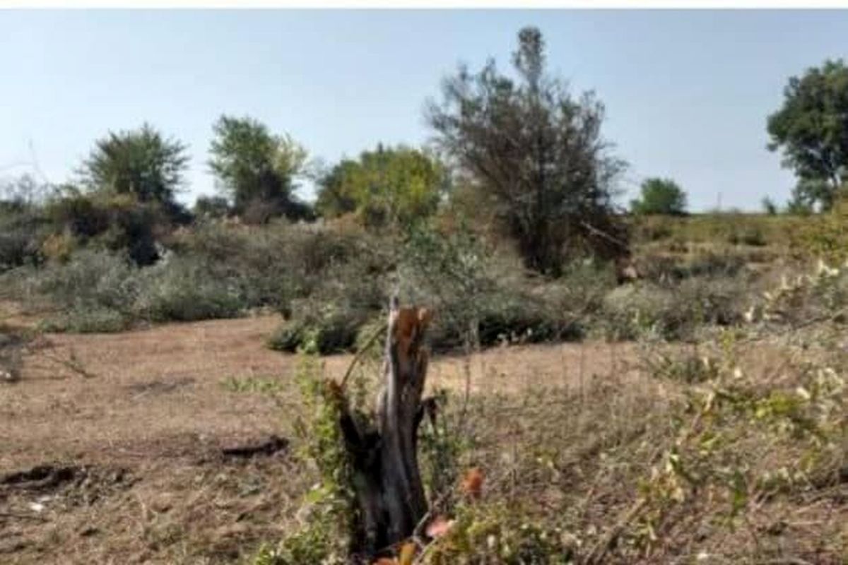بیماری زوال تهدیدی برای درختان زردآلوی شهرستان مه ولات است
