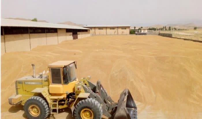  ۱۷۵ هزار تن گندم در استان مرکزی خریداری شد