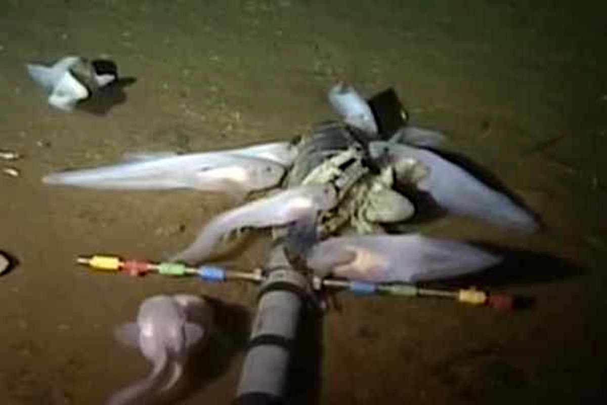 محققان نوعی ماهی در عمق ۸ هزار متری اقیانوس آرام کشف کردند