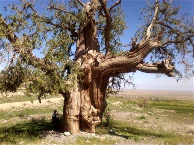 55 درخت کهنسال در اردبیل جهت ثبت ملی مطالعه می شود