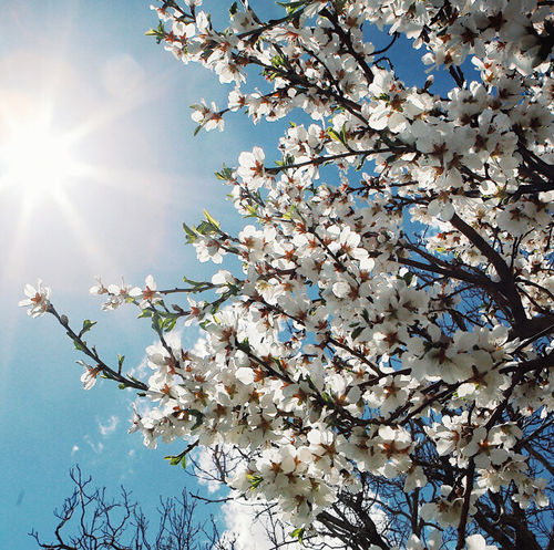 استشمام هوای مطبوع بهاری در گیلان 