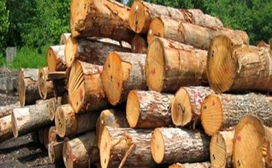 کشف 2.5 تن چوب جنگلی قاچاق در خلخال 