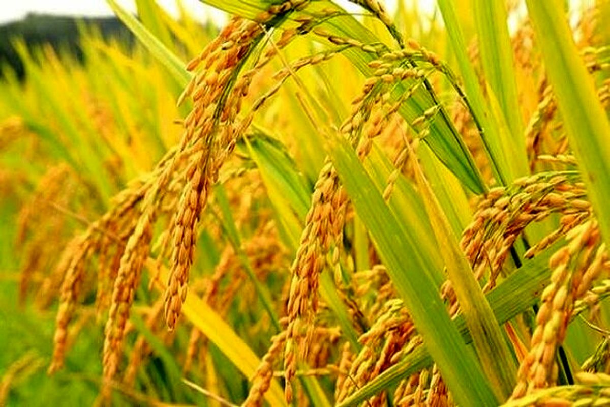 خوشه دهی برنج در 3900 هکتار از شالیزارهای بابل