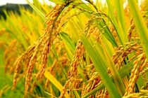 کشت برنج ارگانیک به روش خشکه کاری